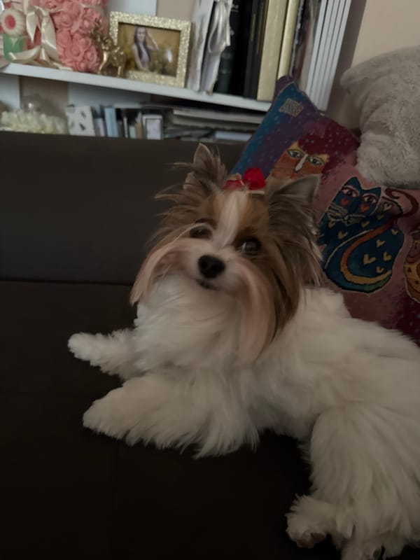 Small dog rests on couch in Plovdiv home