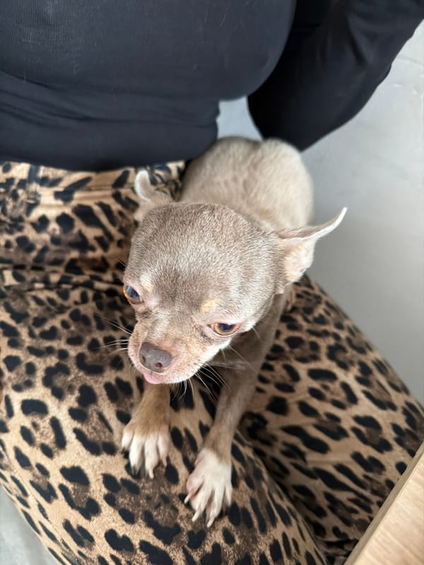 Saint Petersburg resident documents daily life with pet Chihuahua