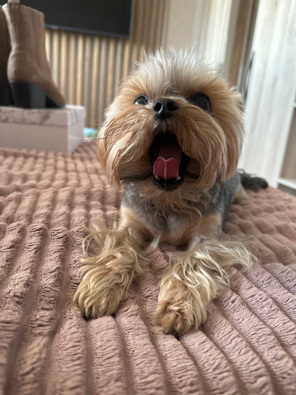 Yorkshire Terrier photographed resting on blanket in Krasnoyarsk