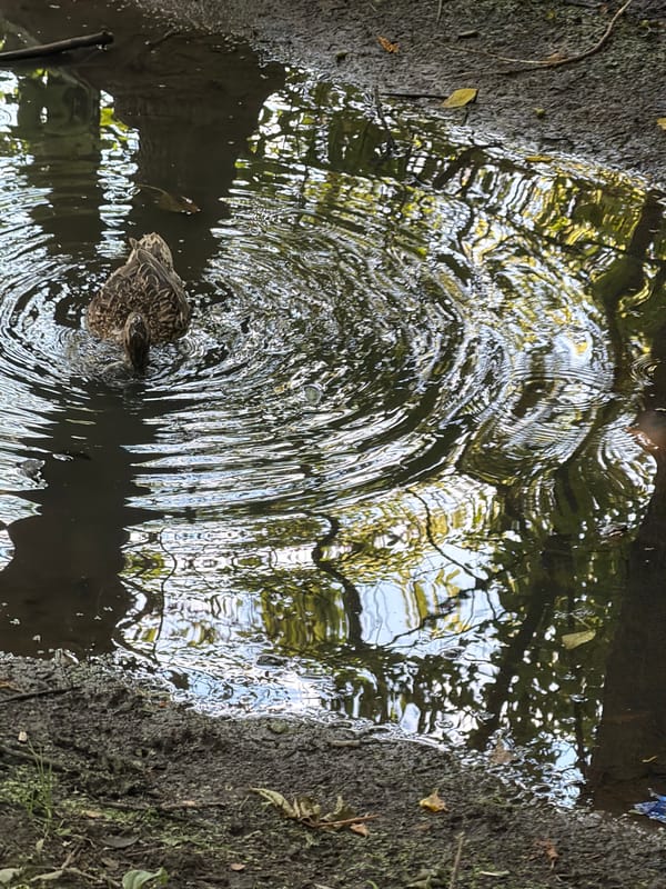 Ducks, squirrels, and park wildlife on a sunny afternoon