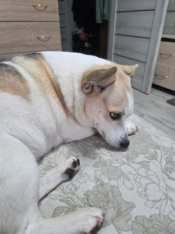 Pets Rest Peacefully in Home Settings During Afternoon Hours