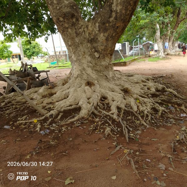 Taraba State University campus, Jalingo, documented in an afternoon sweep