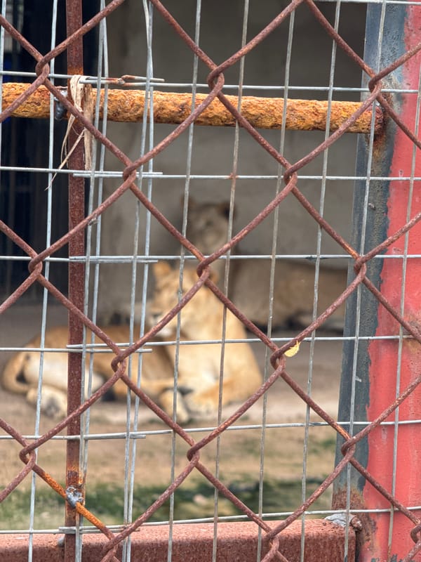 Zoo visit in Awka captures lions, camel, horses, other animals