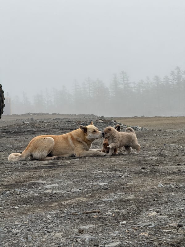 Remote Russian wilderness stop: puppies, dogs, and serious off-road rigs