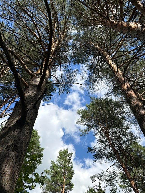 Sunny pine forest paths and canopy views in Kazan