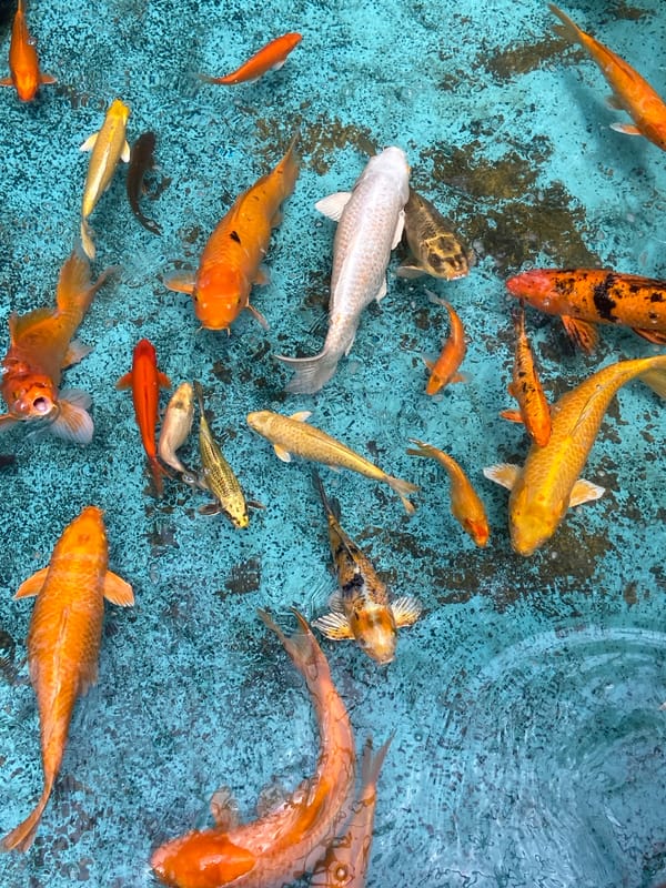 Tropical-themed mall in Pampatar, complete with koi pond and thatched kiosks