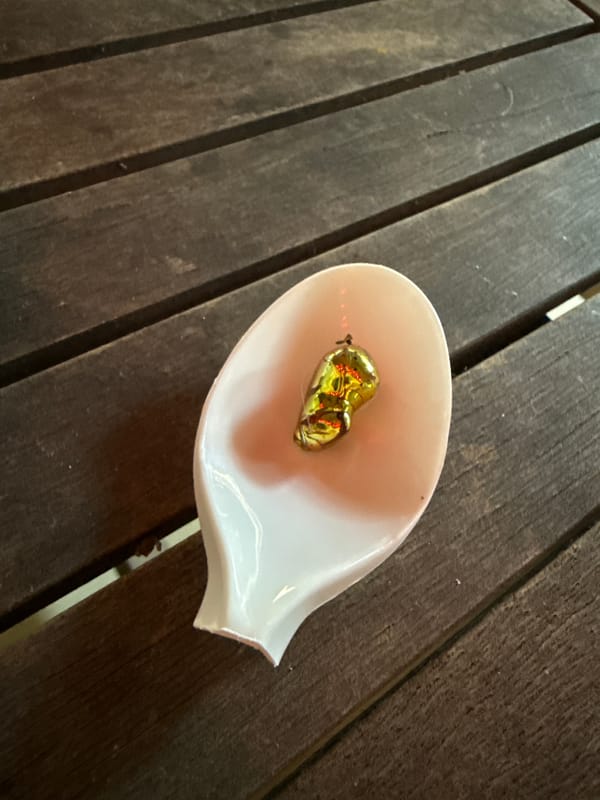 Person enjoys wrapped chocolate at Vietnam heritage site