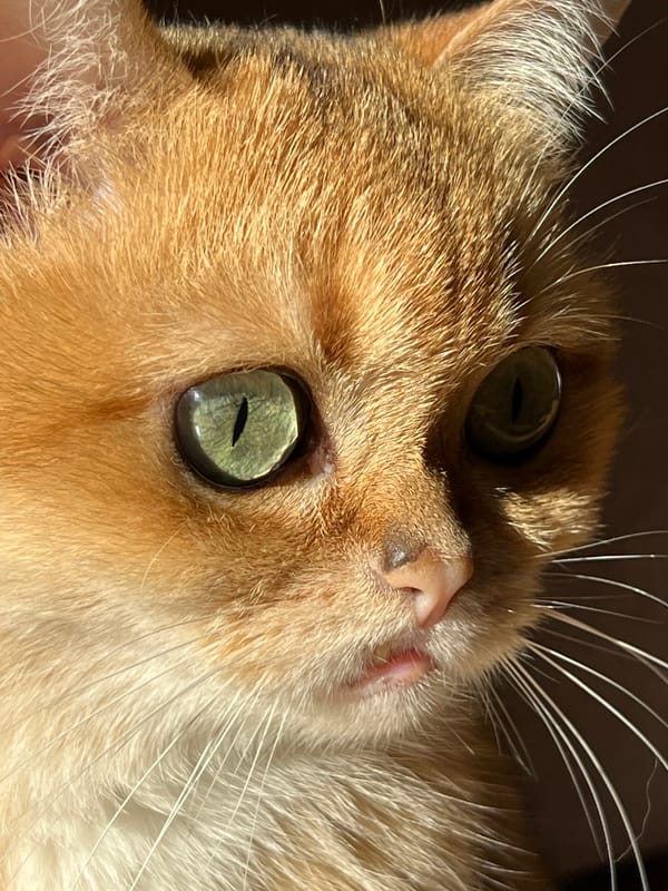 Domestic animals spotted across Montenegro locations within 15 minutes