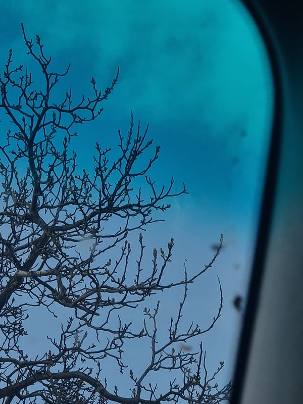 Tree branches viewed through car window in Bulgaria