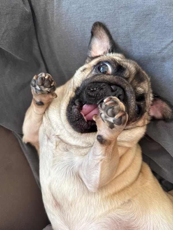 Playful pug puppy rests on back in Podgorica home