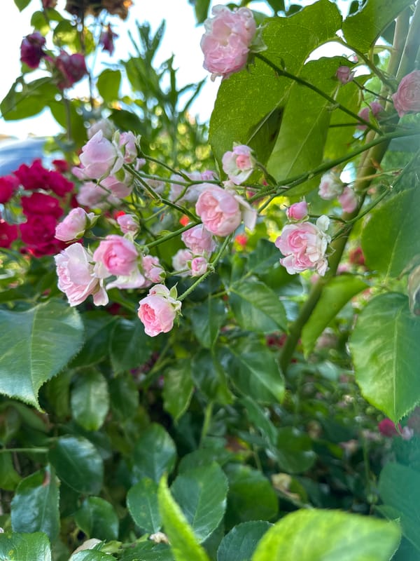 Summer flowers and a plane overhead in Krefeld