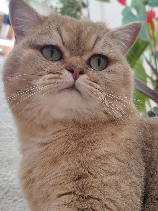 Golden British Shorthair cat relaxes around a Krasnodar home