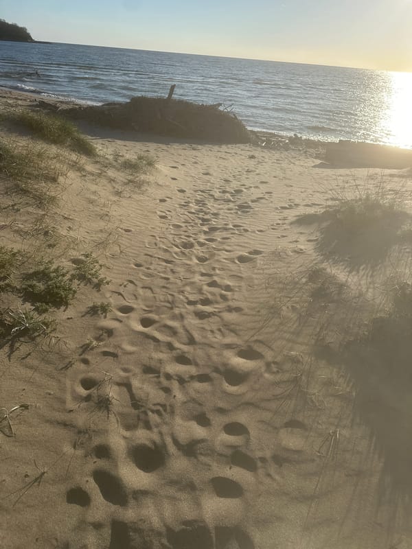 Morning beach scene captured in Kiten, Bulgaria shows footprints, driftwood