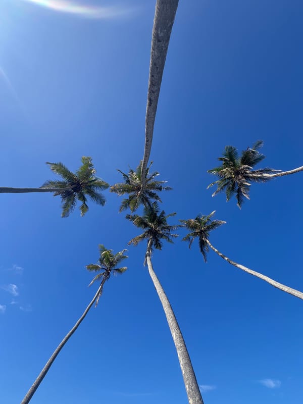 Palm trees photographed against blue sky in Habaraduwa, Sri Lanka
