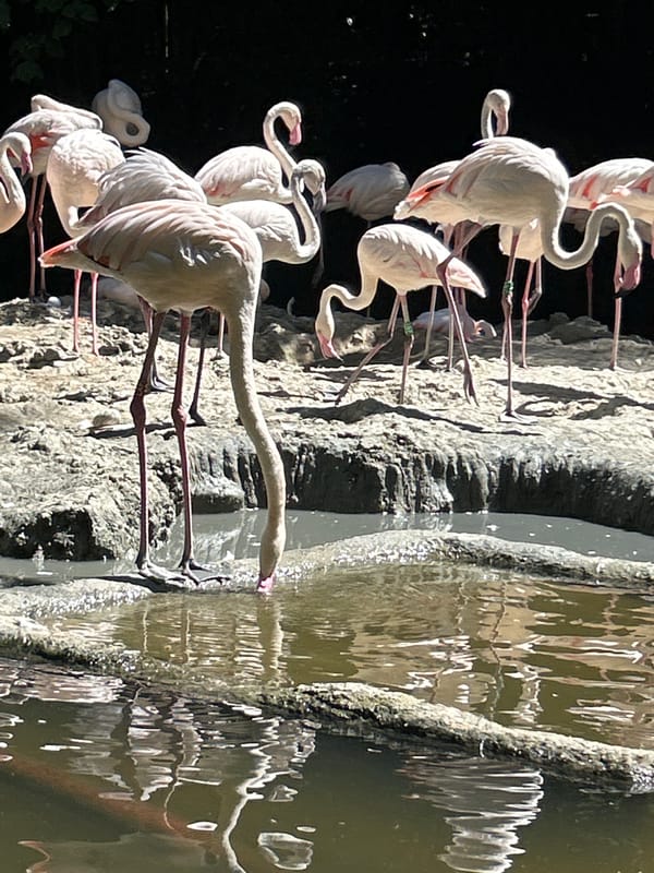 Flamingos wading and resting near a Belgian shoreline