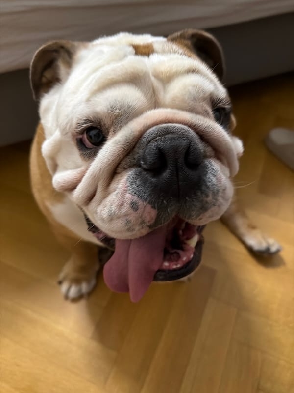 Sofia resident documents pets, buildings, car during evening walkabout