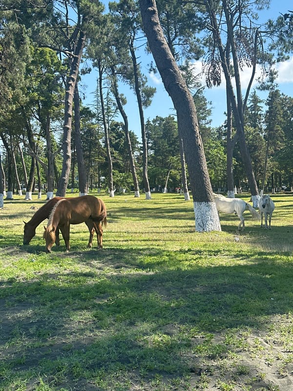 Morning ride through Ureki's streets, forests, and Black Sea shore