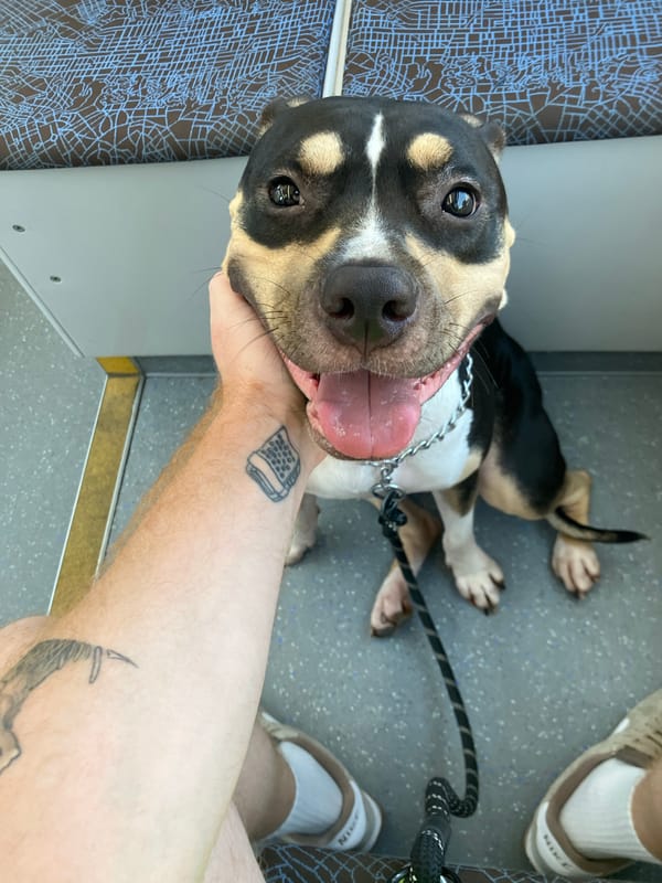 Pit bull mix poses for the camera in Tel Aviv