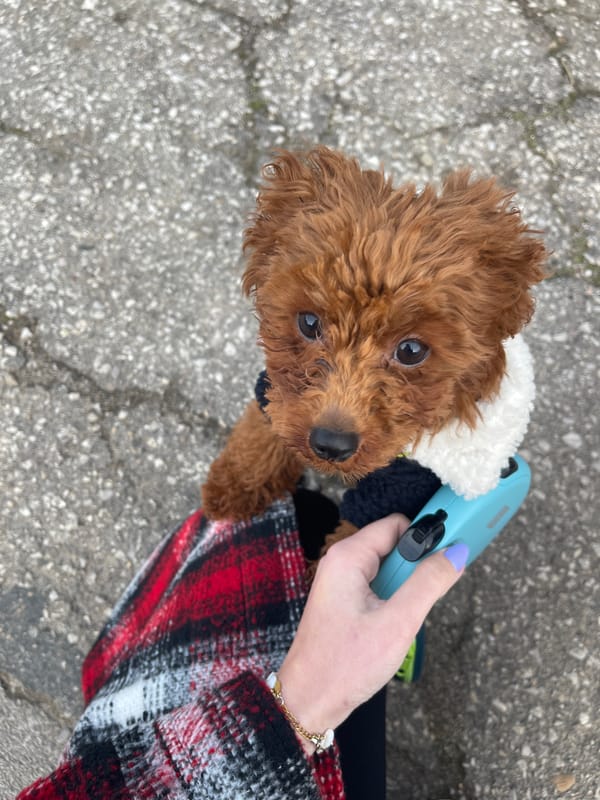 Unusual Pet Walking Sightings Captured in Sofia