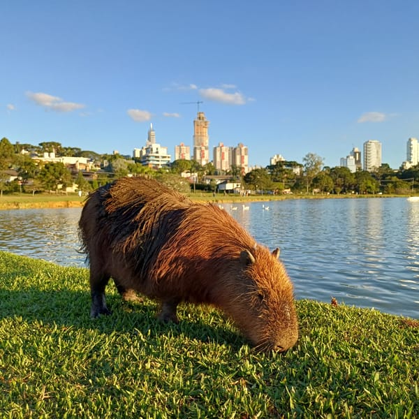 Sunlight creates lens flares through bridge structures in Curitiba