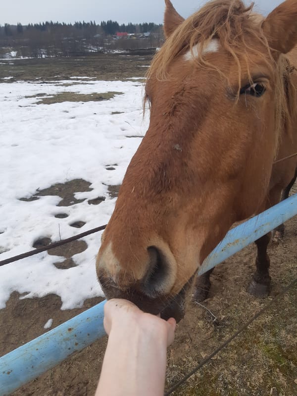 Woman visits horses at rural Russian farm