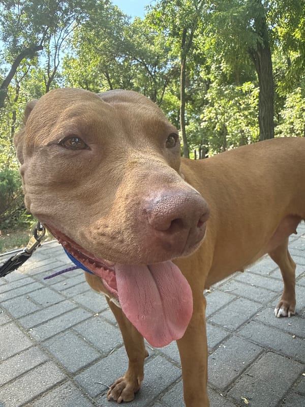 Pit bull on leash, sunny sky through green trees