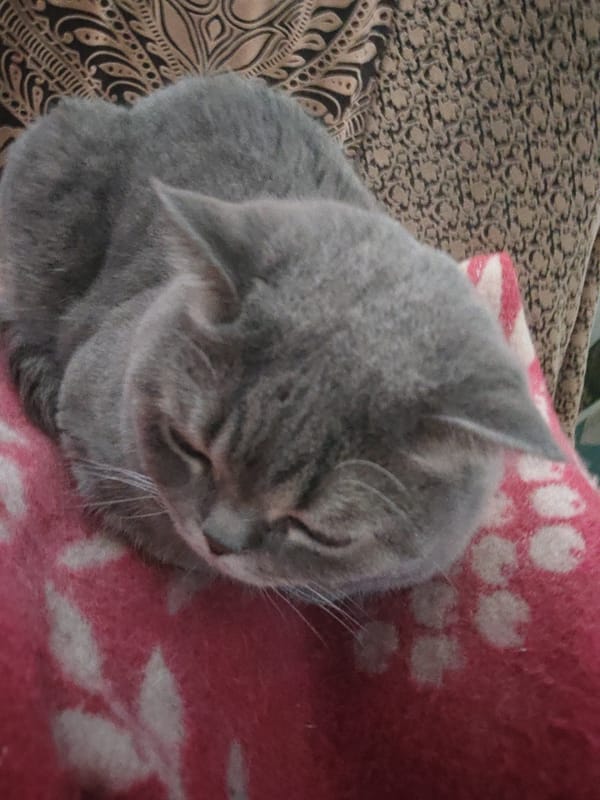 Gray cat documented through 15 memories over 84-minute period