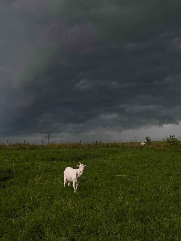 Goat in a storm-lit field, flowers arranged inside