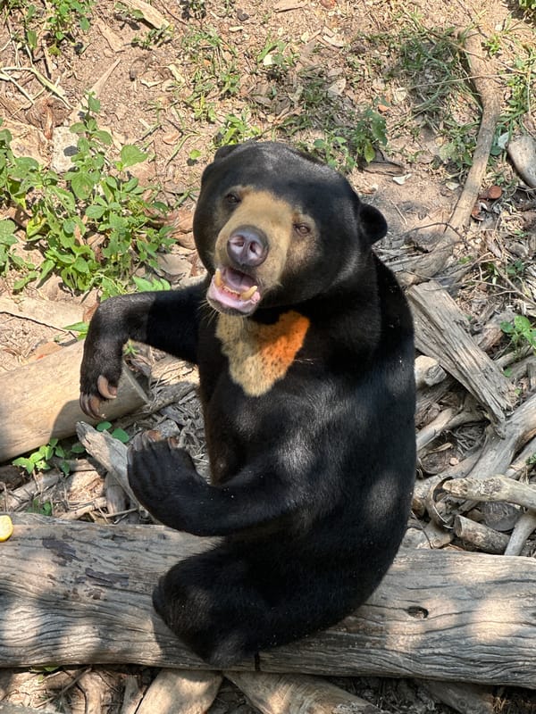 Sun bear spotted resting in Thai woodland area