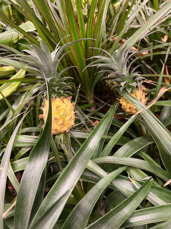 Morning scenes captured at Kazan plant store or garden center