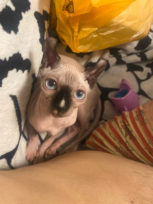Sphynx cat and coffee at home in Krasnodar