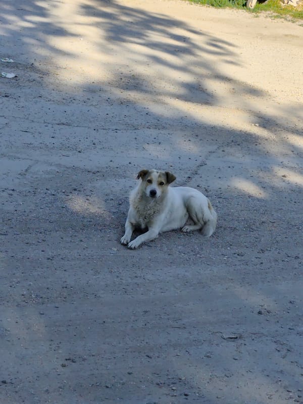 Dog resting on a dirt path amid lush vegetation in Bălți