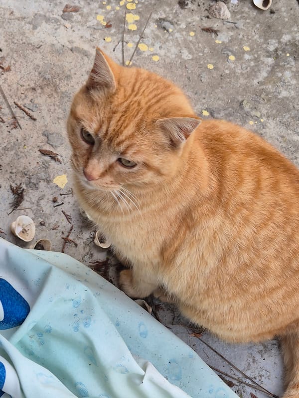 Ginger cat spotted on concrete surface in Pavlikeni