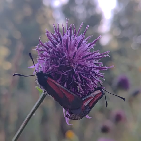 Pollinators on thistle in a Markovo summer meadow