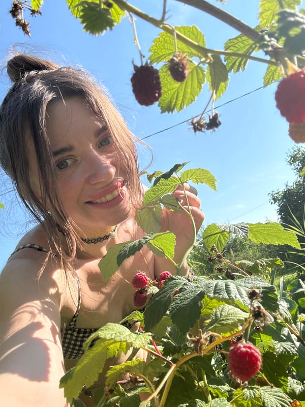 Picking wild strawberries and raspberries on a sunny afternoon
