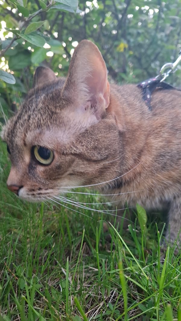 Leashed cats explore Saint Petersburg parks amid spring blooms