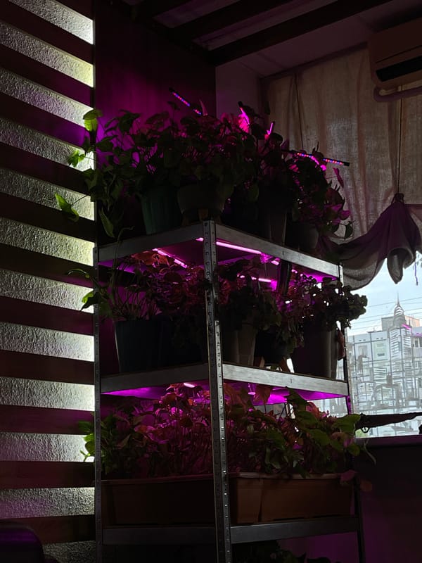 Indoor plant growing setup documented in Bender, Moldova