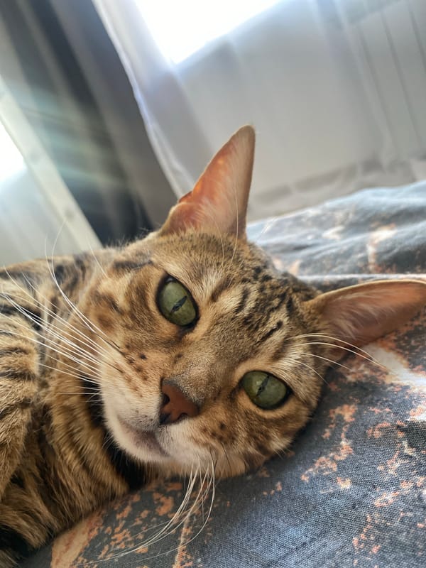 Quiet morning moments with pets and breakfast in Chaikovsky