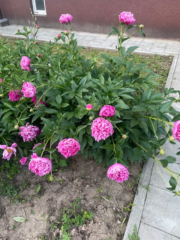 Summer afternoon: peonies bloom, ice cream enjoyed in Ukraine