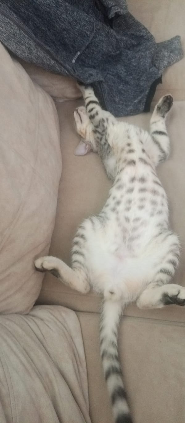 Spotted cat rests on couch in Cúcuta home