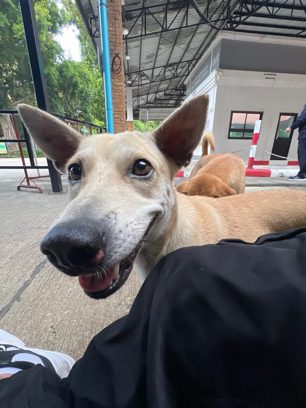 Friendly stray dog hangs out at a community space in southern Thailand