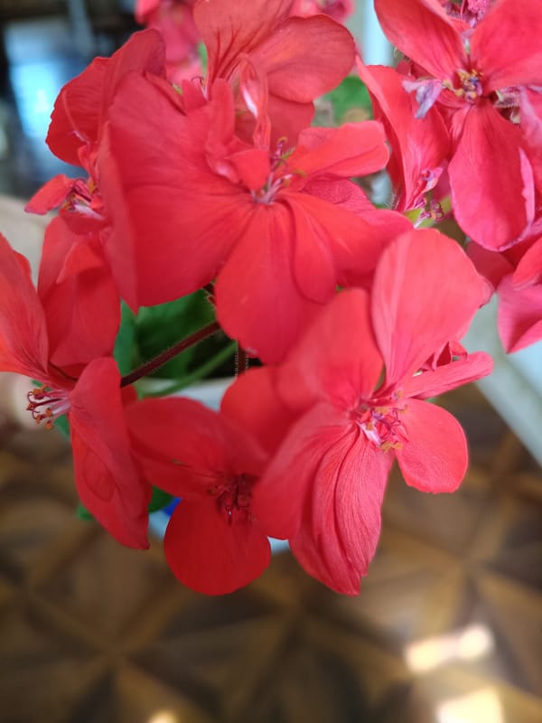Floral details and decorative textures, Martuni morning