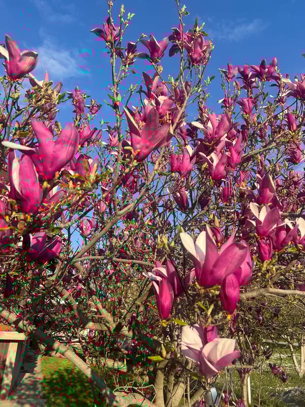 Spring blooms documented in Serbian municipality afternoon photography session