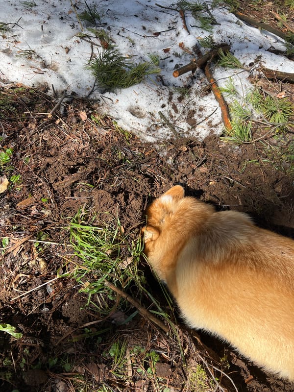Dog digs in dirt amid melting snow in Chaykovsky