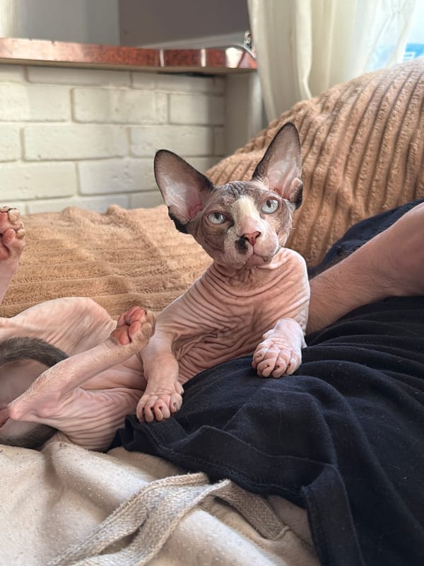 Sphynx cat photographed and handled by multiple witnesses
