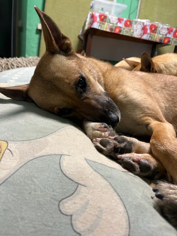 Dogs, cats, and a casserole: a pet household in Nizhny Tagil