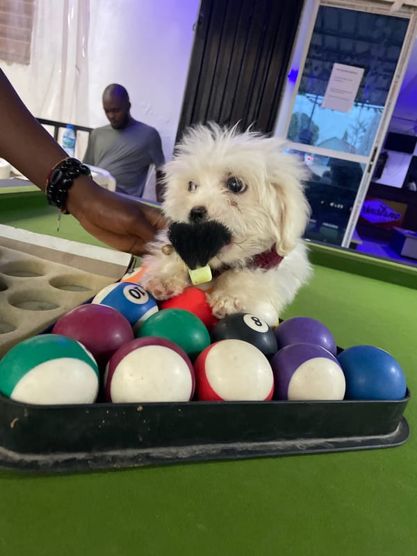 Maltese dog in sweater plays on pool table in Jos