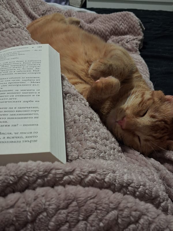 Orange cat and dog sleep peacefully in Varna home