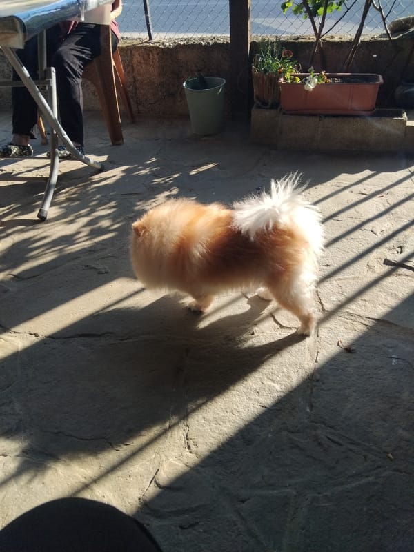Pomeranian dog's afternoon documented in Bulgarian mountain town