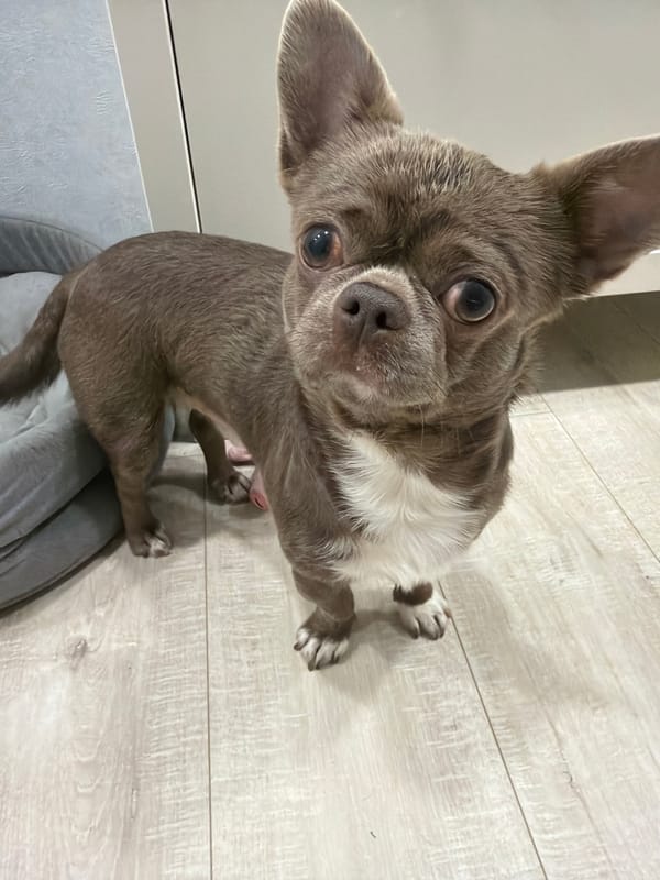 Toddler photographed with frying pans in Votkinsk home